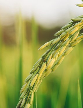 Agriculture